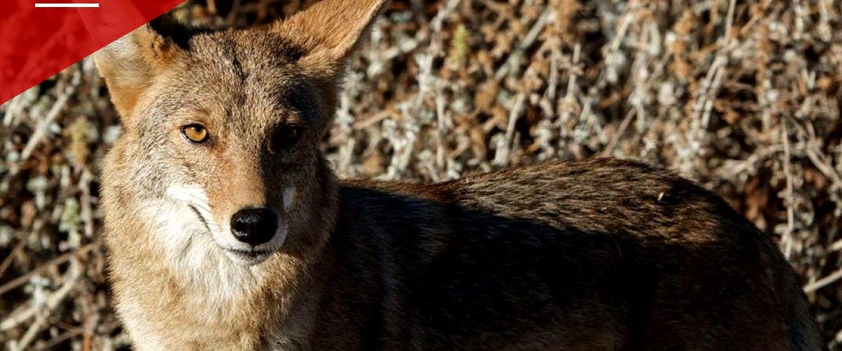 Arizona Mother Fights Off Coyote Attacking Her 4-Year-Old With Only a Flip-Flop