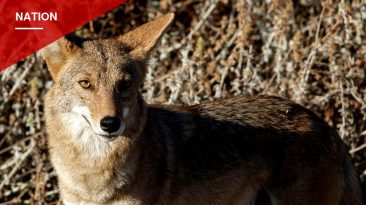 Arizona Mother Fights Off Coyote Attacking Her 4-Year-Old With Only a Flip-Flop