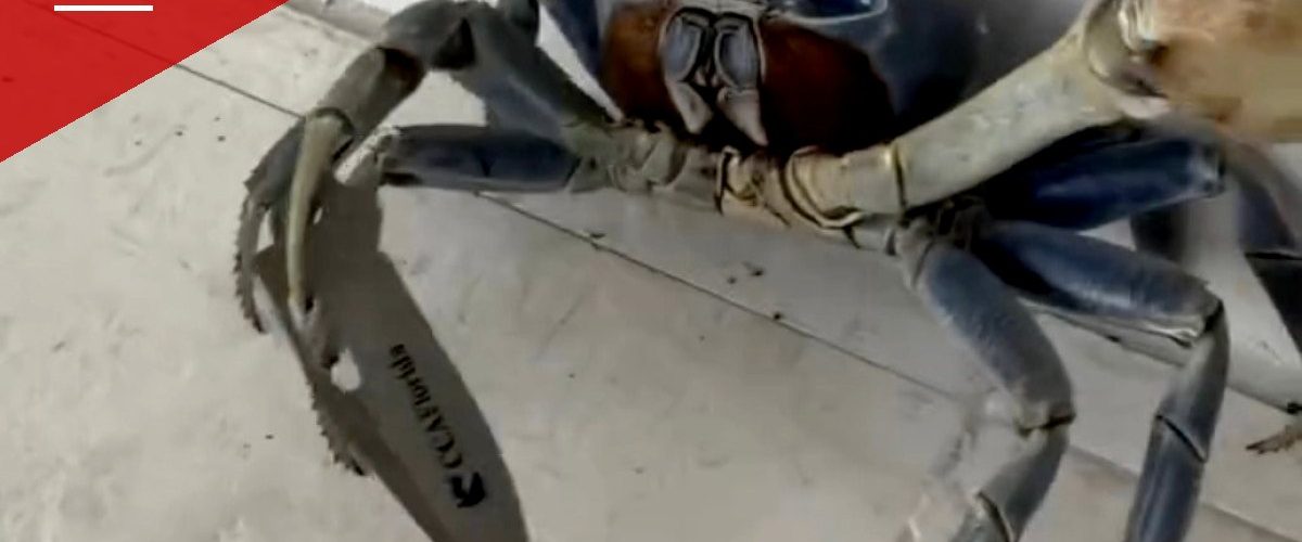 Florida Man's Dog Nearly Squares Off With Knife-Wielding Crab in Viral Video