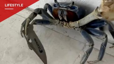 Florida Man's Dog Nearly Squares Off With Knife-Wielding Crab in Viral Video