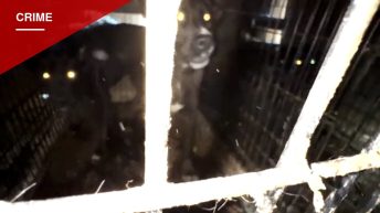 Los Angeles Rescue Operator Charged With 35 Counts After 300 Animals Found in Squalor