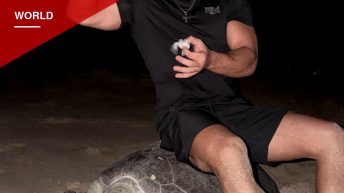 Ukrainian Couple Faces Legal Action in Oman After Riding Nesting Sea Turtle for Instagram