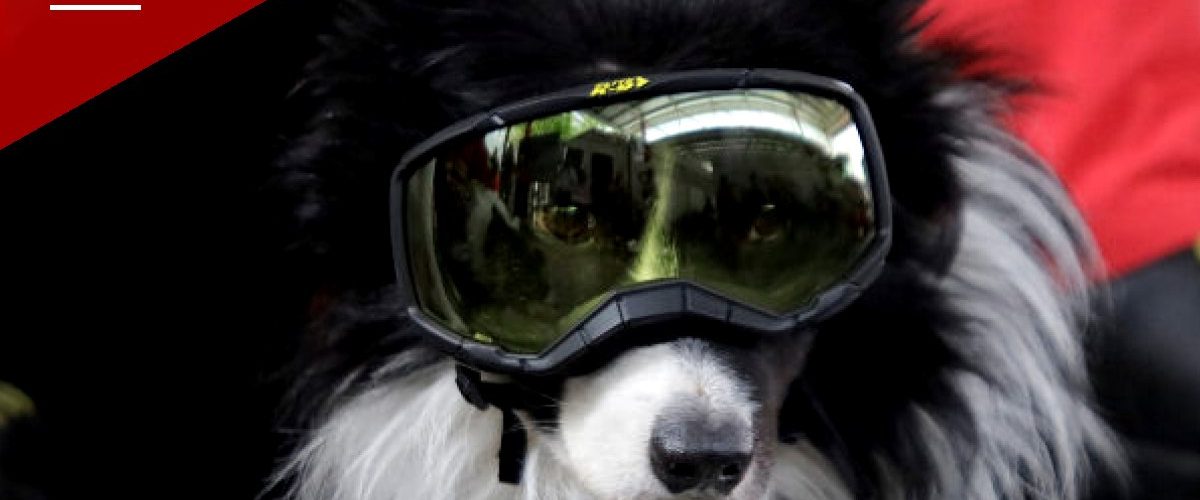 Venezuela Unveils Bronze Statue Honoring Rescue Dog Tsunami