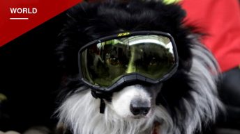 Venezuela Unveils Bronze Statue Honoring Rescue Dog Tsunami