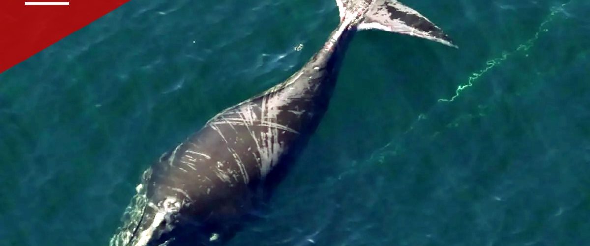 A 5-Year-Old Right Whale Keeps Surviving the Fishing Gear That's Supposed to Kill Him