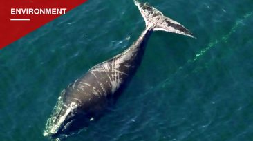 A 5-Year-Old Right Whale Keeps Surviving the Fishing Gear That's Supposed to Kill Him