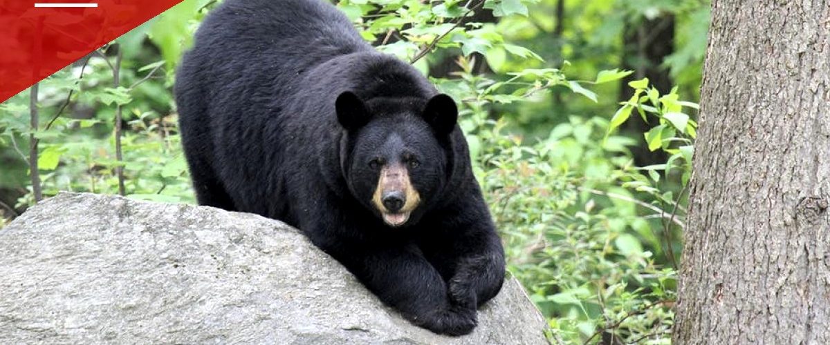 Black Bear Wanders Into Anchorage-Area Hospital, Raids Halloween Candy Bucket