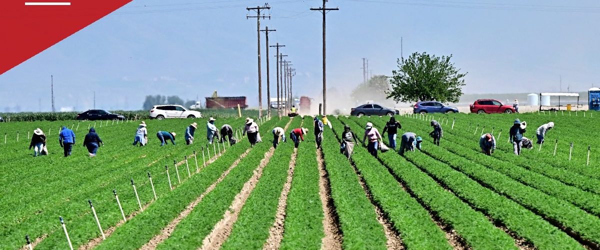 California Mandates $19.75 Farmworker Wage, Growers Warn of Price and Job Fallout