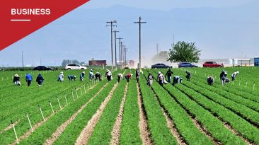California Mandates $19.75 Farmworker Wage, Growers Warn of Price and Job Fallout