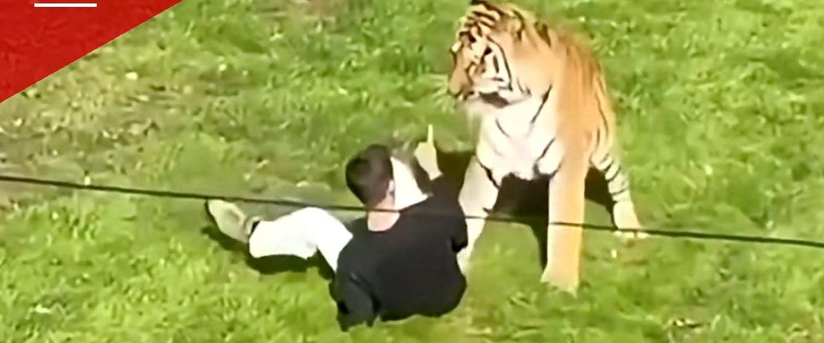 Coroner Details How Former Child Actor Scaled Two Fences Into Doncaster Tiger Enclosure