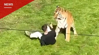 Coroner Details How Former Child Actor Scaled Two Fences Into Doncaster Tiger Enclosure