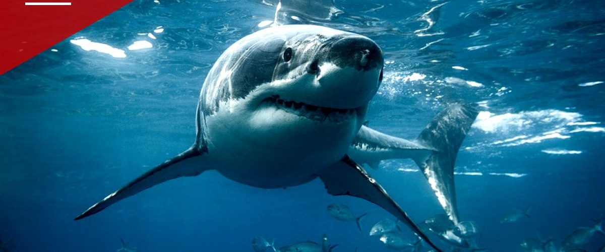 Kayaker Swims to Shore in Cambria After Suspected Shark Strike Damages Boat