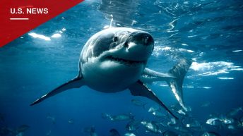 Kayaker Swims to Shore in Cambria After Suspected Shark Strike Damages Boat