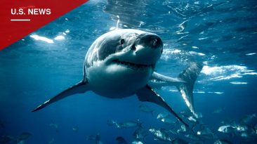 Kayaker Swims to Shore in Cambria After Suspected Shark Strike Damages Boat