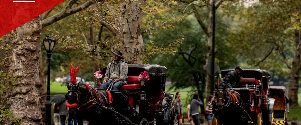 New York City Council Votes to Phase Out Horse-Drawn Carriages by 2028